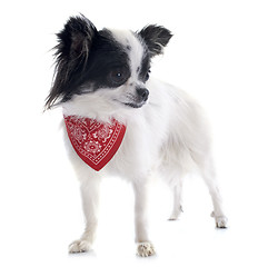 Image showing chihuahua and scarf