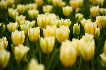 Image showing many yellow tulips