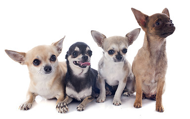 Image showing chihuahuas