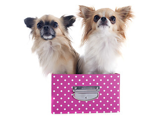Image showing chihuahuas in box