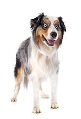 Image showing australian shepherd