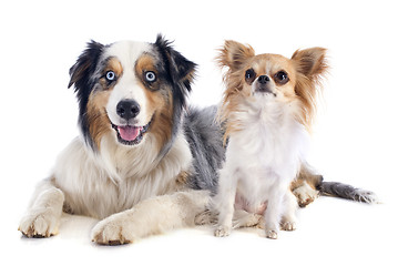 Image showing australian shepherd and chihuahua