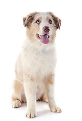 Image showing puppy australian shepherd