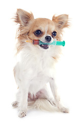Image showing chihuahua and syringe