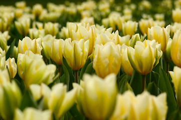 Image showing many yellow tulips
