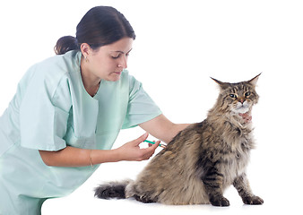 Image showing maine coon and vet