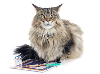 Image showing maine coon and syringe