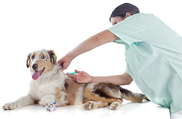 Image showing australian shepherd and vet