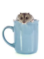 Image showing russian hamster in cup