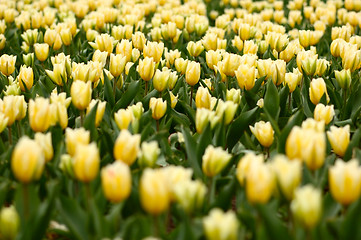 Image showing many yellow tulips