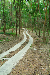 Image showing Road through a rubber plantation