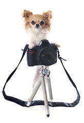 Image showing chihuahua and camera