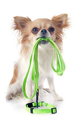 Image showing chihuahua and leash