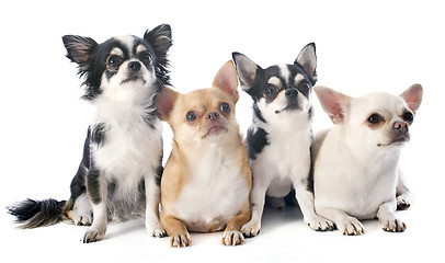 Image showing chihuahuas