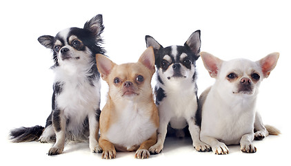 Image showing chihuahuas