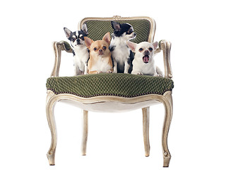 Image showing antique chair and chihuahuas