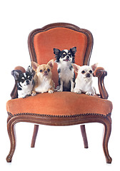 Image showing antique chair and chihuahuas