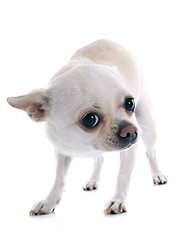 Image showing afraid chihuahua