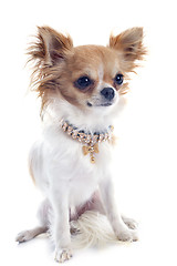 Image showing puppy chihuahua