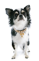 Image showing puppy chihuahua