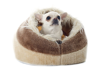 Image showing chihuahua in  cushion