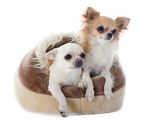 Image showing chihuahua in dog bed