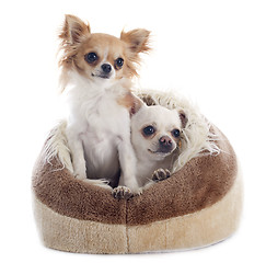 Image showing chihuahuas in dog bed