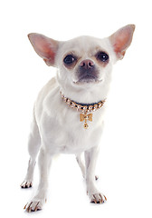 Image showing chihuahua and collar