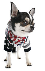 Image showing american chihuahua
