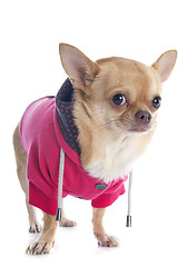 Image showing dressed chihuahua