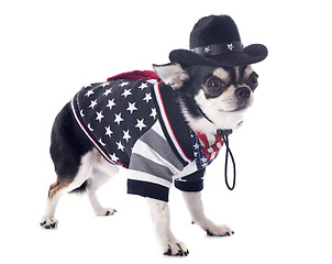 Image showing american chihuahua