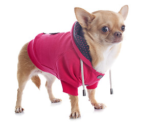 Image showing dressed chihuahua