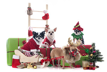 Image showing christmas chihuahuas