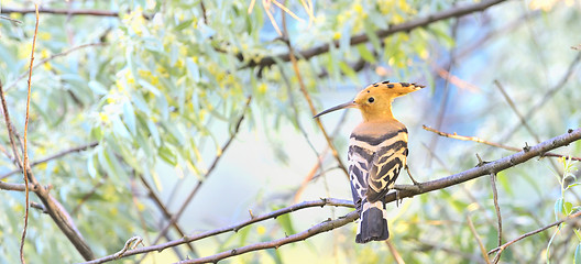 Image showing Eurasian Hoopoe