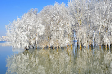 Image showing winter trees covered with frost