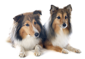 Image showing shetland dogs