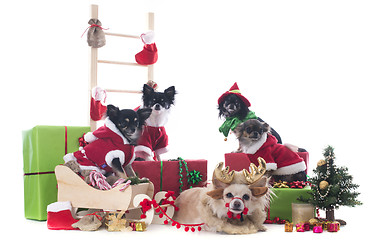 Image showing christmas chihuahuas