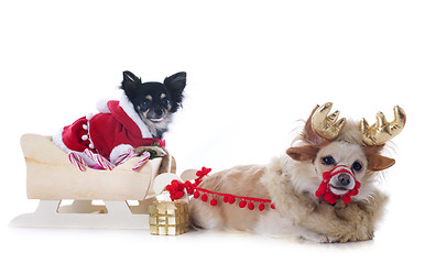 Image showing chihuahuas and sledge