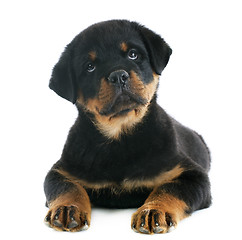 Image showing puppy rottweiler