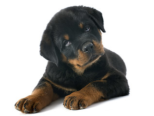 Image showing puppy rottweiler