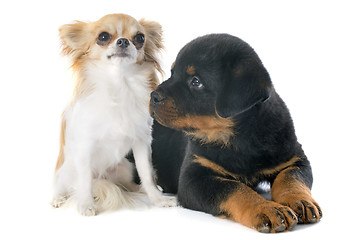 Image showing puppy rottweiler and chihuahua