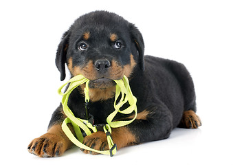Image showing puppy rottweiler and leash