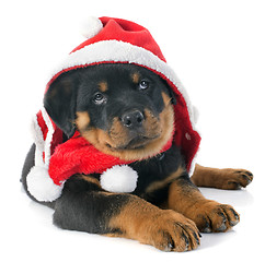 Image showing christmas rottweiler