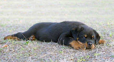 Image showing puppy rottweiler