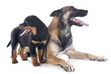 Image showing malinois and rottweiler