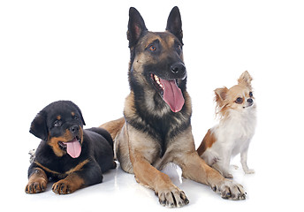 Image showing three dogs