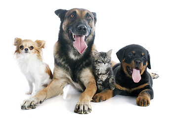 Image showing dogs and kitten