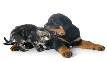 Image showing young rottweiler and kitten