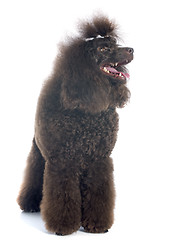 Image showing brown poodle 