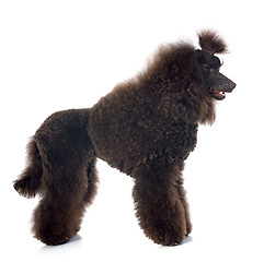 Image showing brown poodle 